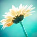 DaisyDecals