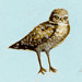 H.L. Birdsong avatar