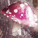 SpottedMushroomSoap