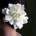 Dos Gardenias Para Ti