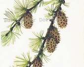 Western Larch Cones & Limber Pine Tree Pinecones Vintage Home Decor 1955 Botanical Lithograph Art  Print To Frame 5