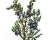 Mountain Juniper Tree Berries Juniperus Sibirea Vintage Home Decor 1955 Botanical Lithograph Art  Print To Frame