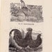 Fancy Chickens Poultry Livestock Vintage Illustrations For Framing 1915 Two Edwardian Antique Bird Prints