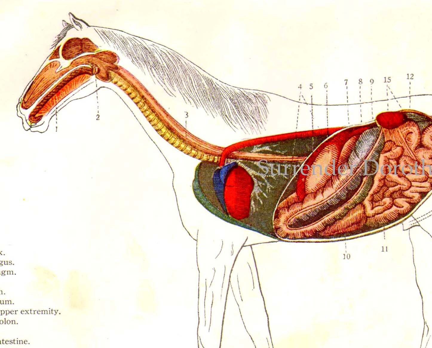 Digestive System Horse