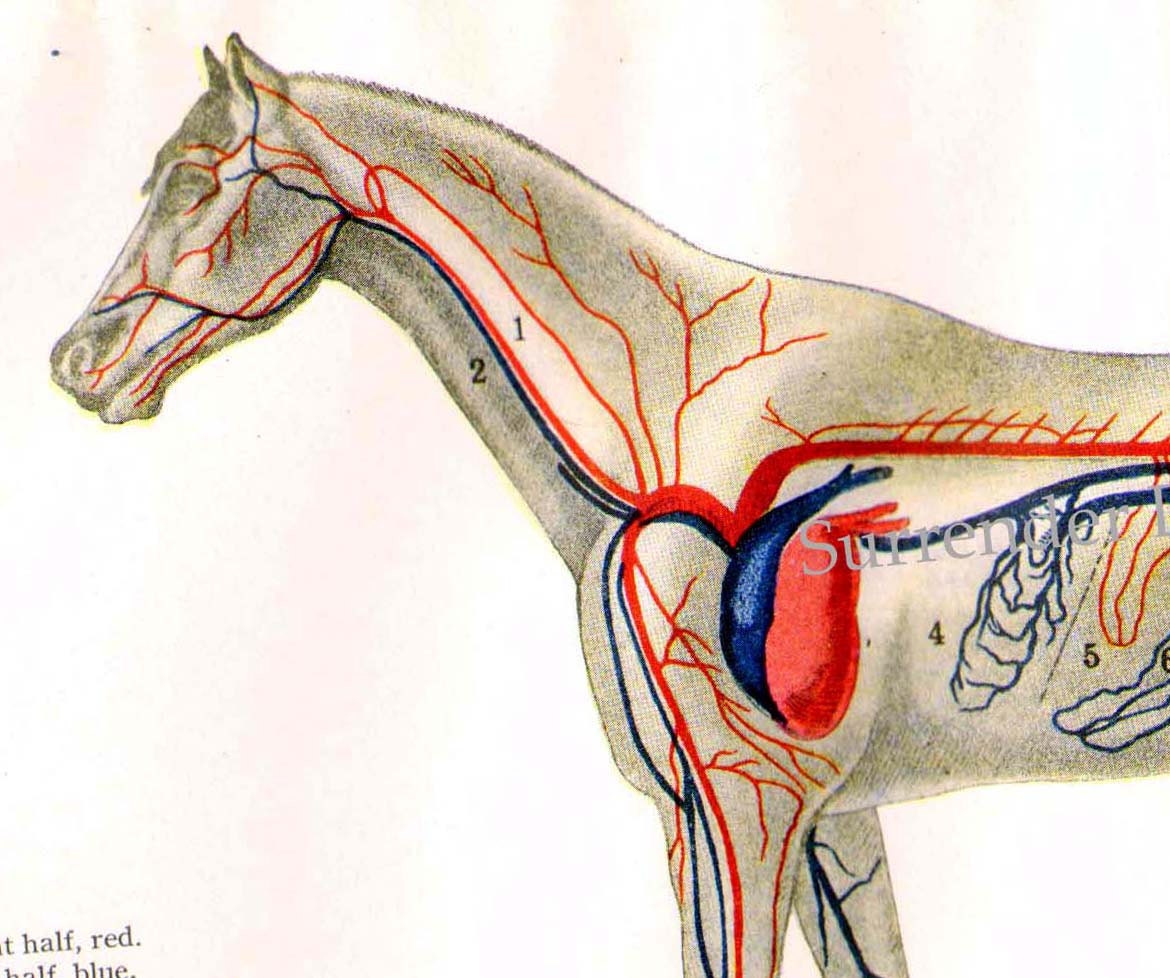 Equine Intestinal Anatomy