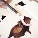Dancing Bear Postcard Pack