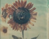 Polaroid Print 8x8 -- The Produce From A Seed -- Sunflower