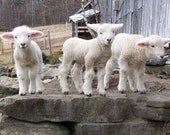 Lamb Note and Post Cards