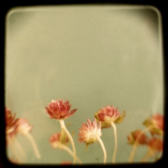 Sex and the City- Little Garden- TTV Photograph - Flower Photograph - Original Signed Fine Art Photograph