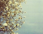 Fine Art Polaroid Photograph - Magnolia Tree - Half The Sky