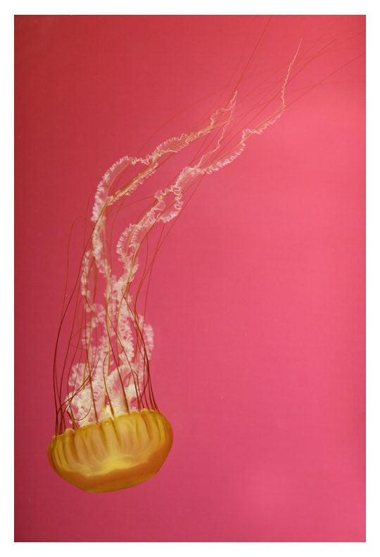 Nature Photography - Ocean - Sea - Sealife- Jelly Fish- Fine Art Photograph- Jelly 2 - Signed By Alicia Bock