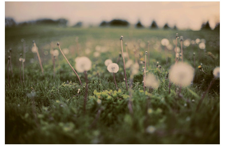Dandelion Photograph - Flower Photograph - Nature - Forgotten Wishes - Original Signed Fine Art Photograph - AliciaBock