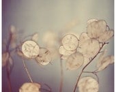 Flower Photograph - Lunaria - There is a Softness -  Spring - Seeds - Pod -  Original Signed Photograph