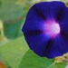 Cobalt Blue Morning Glory Flower Photograph Print by me Tjo Framed 5"x7" Ready to Hang Framed
