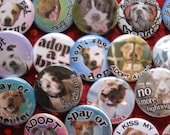 a whole bunch of pit bull rescue buttons..one inch