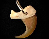 Bobcat Claw Pendant