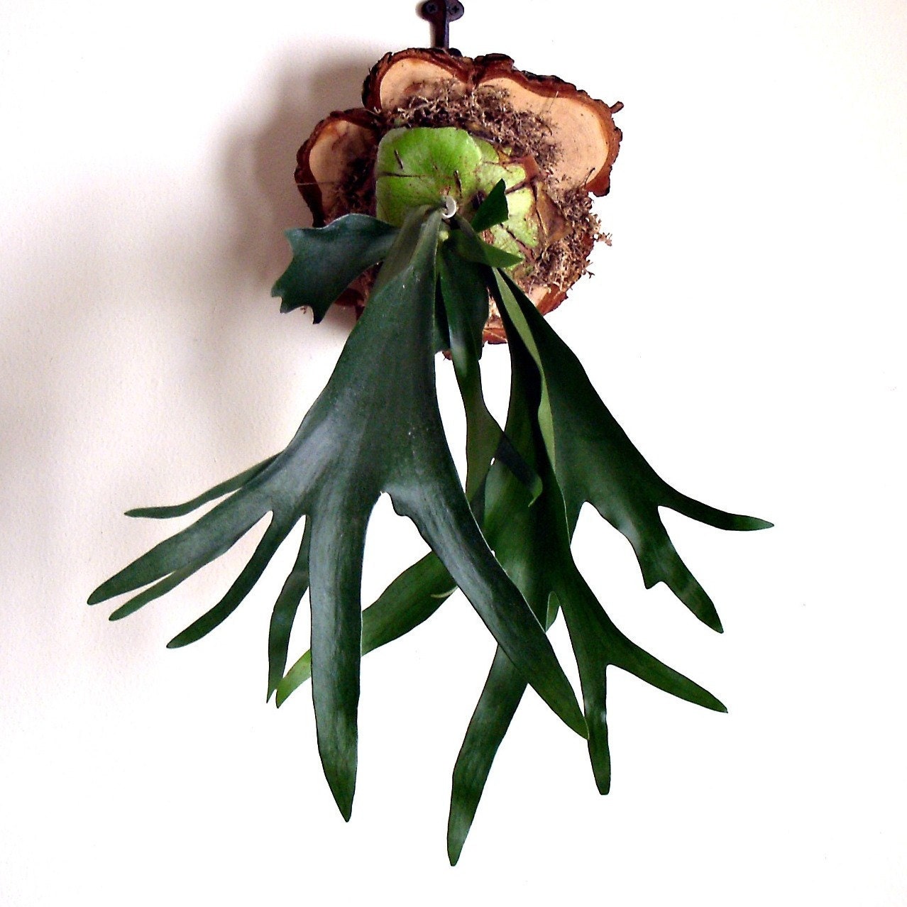 Mounted Antlers, Staghorn Fern Mounted on Natural Cypress, Fresh Home Decor