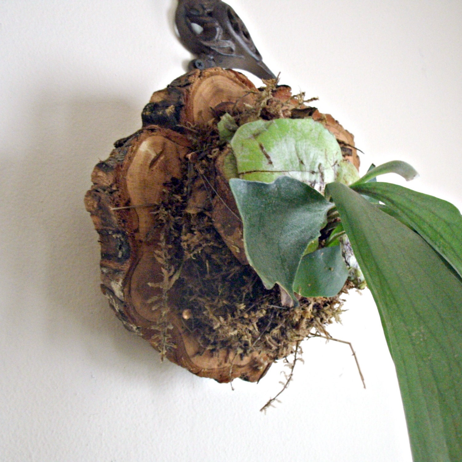 Mounted Antlers, Staghorn Fern Mounted on Natural Cypress, Fresh Home Decor