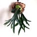 Mounted Antlers, Staghorn Fern Mounted on Natural Cypress, Fresh Home Decor