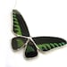 Birdwing Butterfly Necklace
