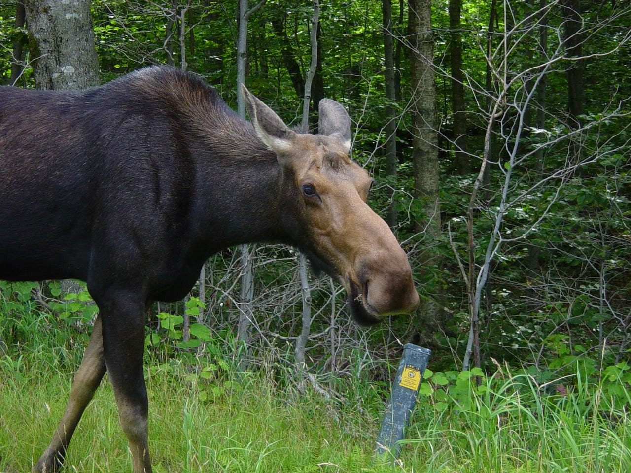Friendly Moose