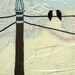 Birds on Wire - Archival Print