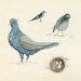 Aviary Study