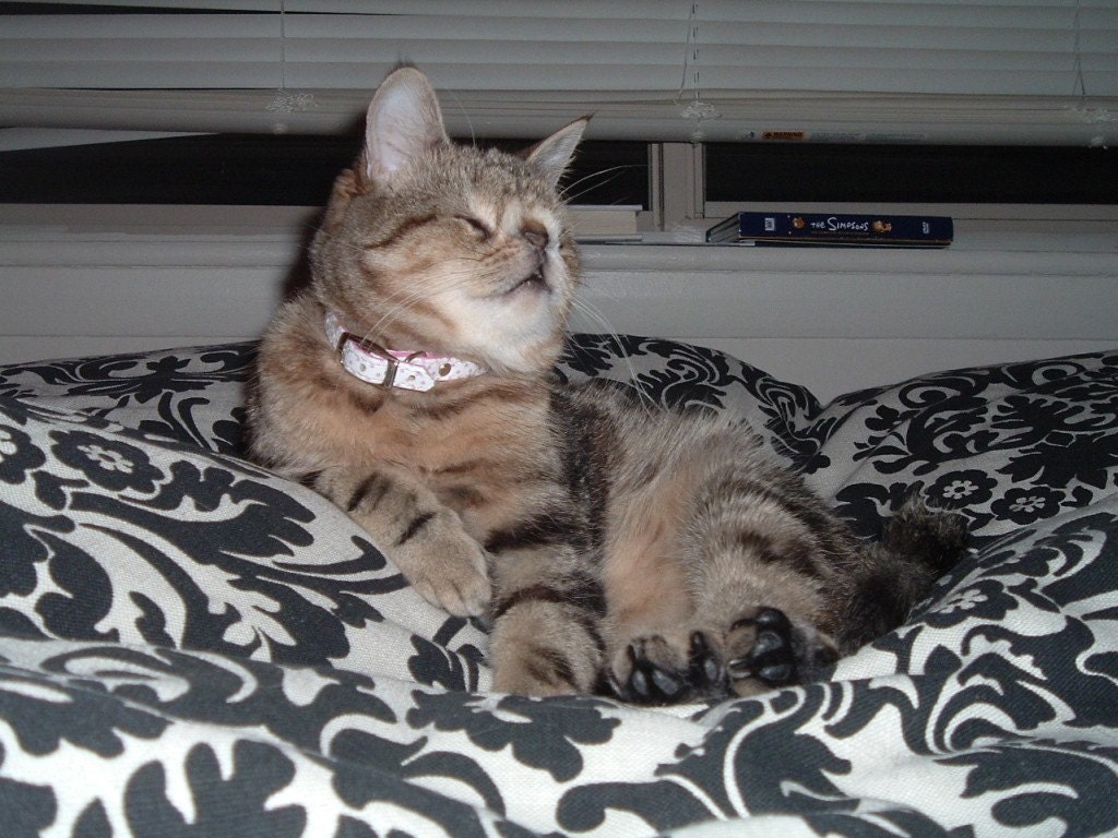 Help Shelter Cats - The Original UglyKitty Fund