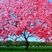 Pink Blossoms - Huge Contemporary Original Acrylic on a Extra Large Canvas by Patty Baker