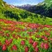 Mountains with Indian Paintbrush- Abstract, Huge Contemporary Acrylic on a Extra Large Canvas Commissioned Painting by Patty Baker