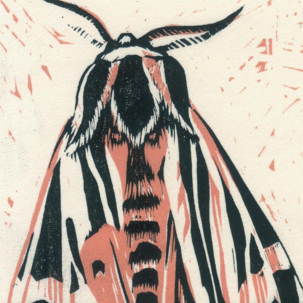 Tiger Moth Notecard Set