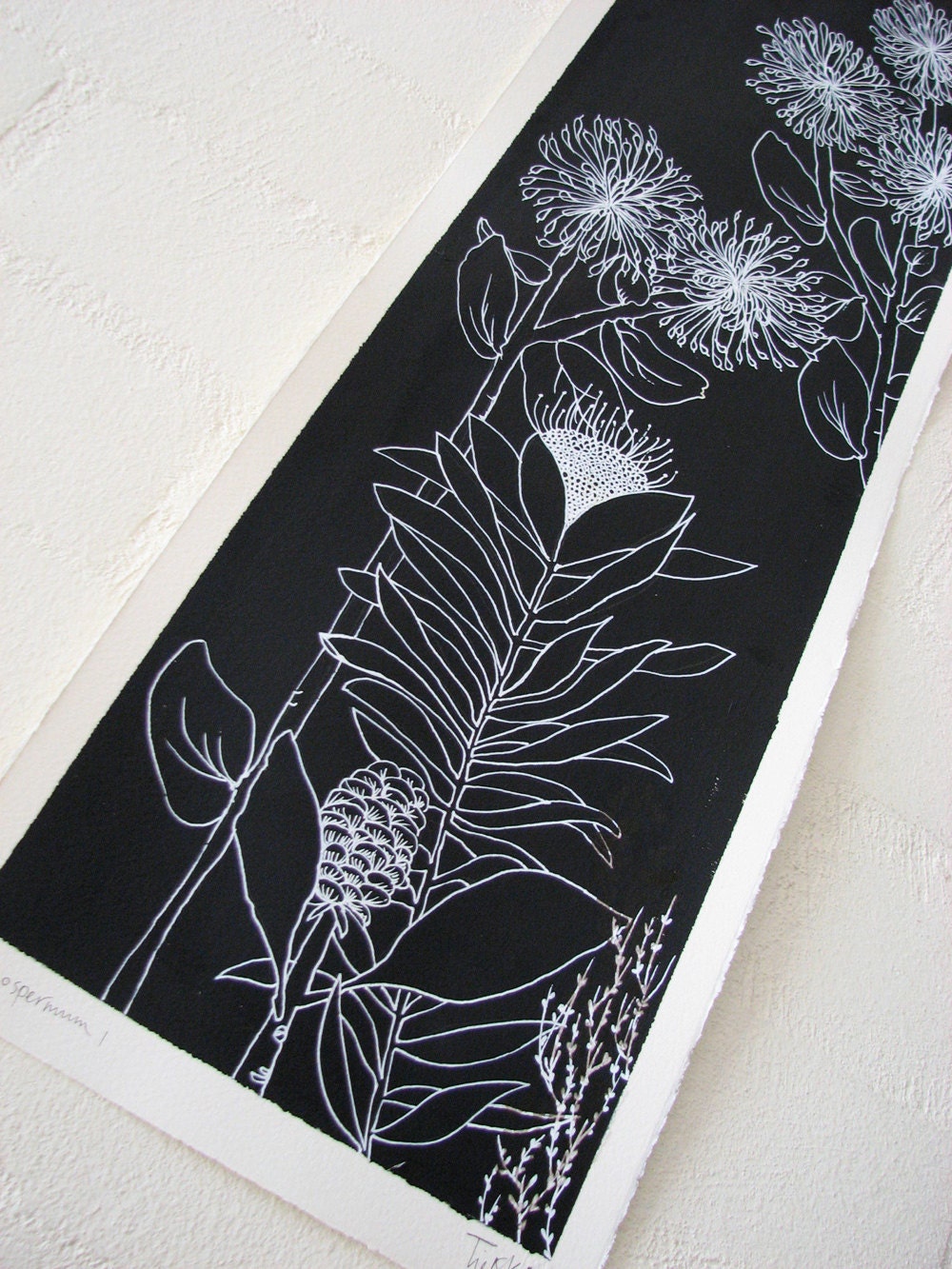 leucospermum 1