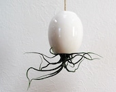 Hanging AirPlant Pod (tm) - Gorgeous Glossy White