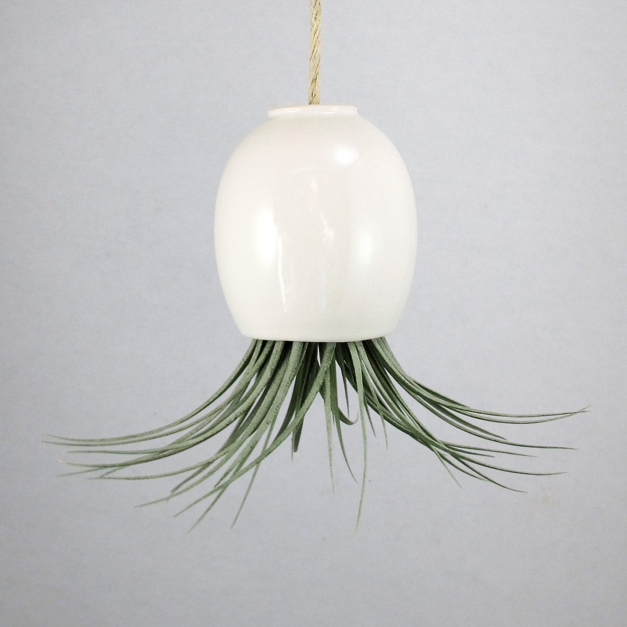 Hanging AirPlant Pod (tm) - Gorgeous Glossy White