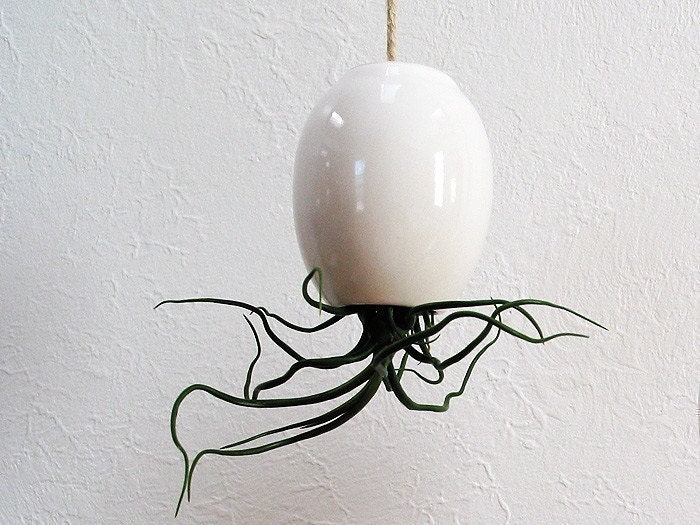 Hanging AirPlant Pod (tm) - Gorgeous Glossy White