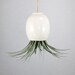 Hanging AirPlant Pod (tm) - Gorgeous Glossy White