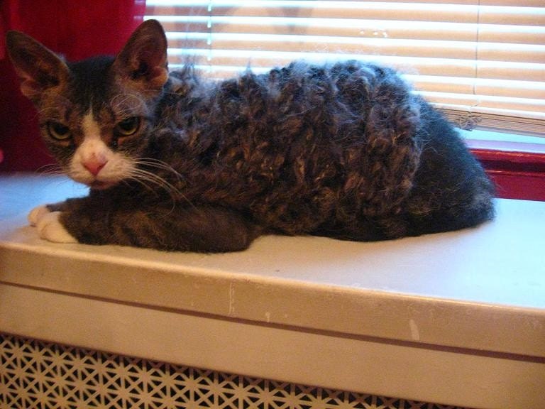 Sphynx Sweater made-to-order