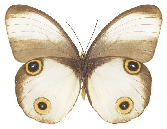White Moth Vinyl Decal 6 inch
