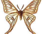 Beautiful Longtail Moth Vinyl Decal 3 Inch