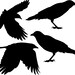 Flock of Four Crows Vinyl Wall Decals