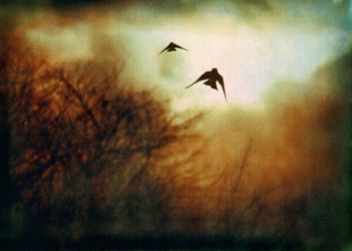 Free as a bird -- 8x10 print