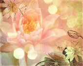 Fresh Flowers - Water Lily -- 8x10 print