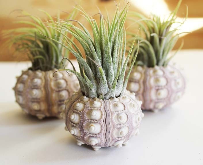 pineapple . air plant . tillandsia . urchin .  terrarium