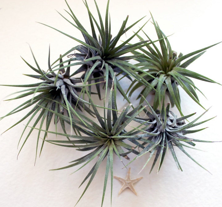 5 closeout // air plants  // tillandsia
