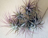 5 closeout // air plants  // tillandsia
