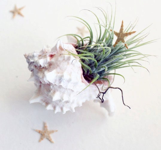 Seashell Air Plant Tillandsia Terrarium