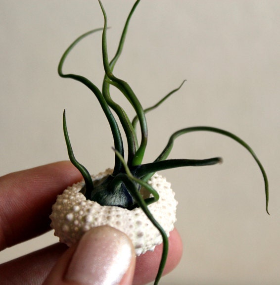 miniature medusa //  air plant garden // by robincharlotte