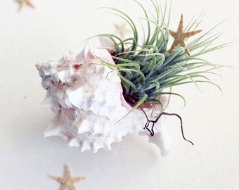 Seashell Air Plant Tillandsia Terrarium