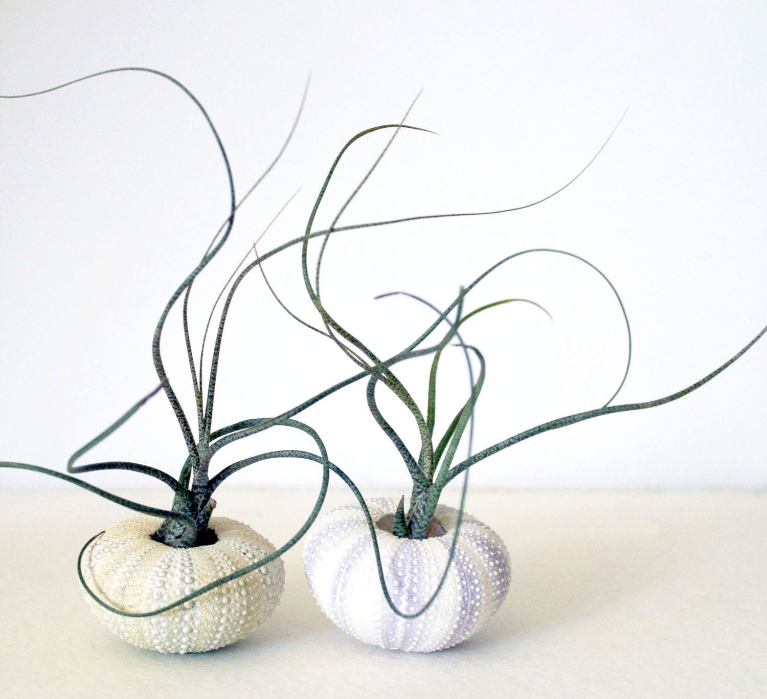 the wispy duo // 2 tillandsia urchin terrariums