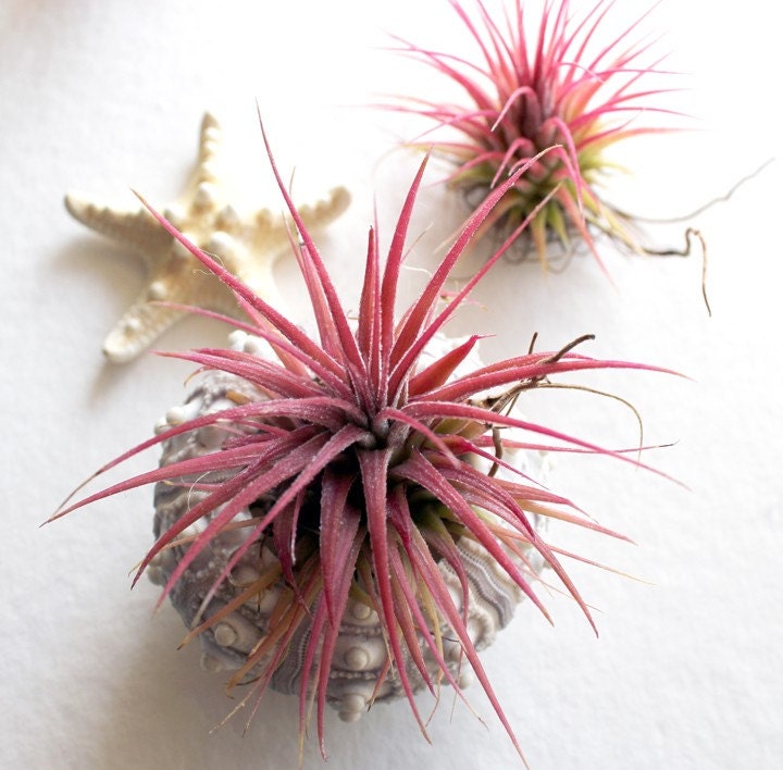 large pineapple // air plant tillandsia // sea urchin terrarium